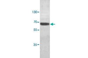 Western blot analysis of HeLa cell lysate with ABCE1 polyclonal antibody  at 1 : 1000 dilution. (ABCE1 anticorps  (C-Term))