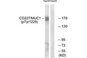 Western blot analysis of extracts from HepG2 cells treated with PMA 125ng/ml 30', using CD227/MUC1 (Phospho-Tyr1229) Antibody.