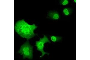 Immunofluorescence (IF) image for anti-Chromosome 16 Open Reading Frame 72 (C16orf72) antibody (ABIN1497020) (C16orf72 anticorps)