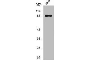 Western Blot analysis of A549 cells using PIPK I γ Polyclonal Antibody (PIP5K1C anticorps  (Internal Region))