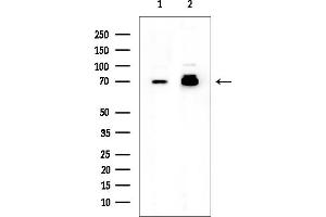 anti-SUMO1/sentrin/SMT3 Specific Peptidase 2 (SENP2) antibody