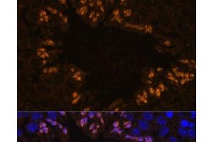 Immunofluorescence analysis of Mouse testis using ELSPBP1 Polyclonal Antibody at dilution of 1:100. (ELSPBP1 anticorps)