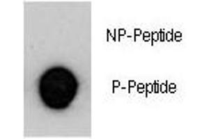 Dot blot analysis of p-MUC1 antibody.