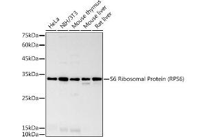 Western blot analysis of extracts of various cell lines, using S6 Ribosomal Protein (RPS6) antibody (ABIN7270026) at 1:1000 dilution. (RPS6 anticorps)