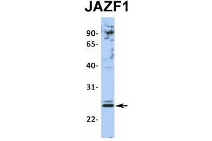 Host:  Rabbit  Target Name:  JAZF1  Sample Type:  Jurkat  Antibody Dilution:  1. (JAZF1 anticorps  (N-Term))