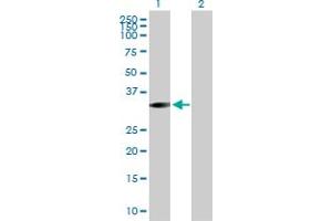 Western Blot analysis of STK16 expression in transfected 293T cell line by STK16 MaxPab polyclonal antibody. (STK16 anticorps  (AA 1-305))