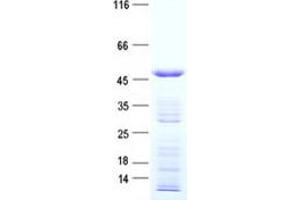 Validation with Western Blot (C12orf42 Protein (His tag))