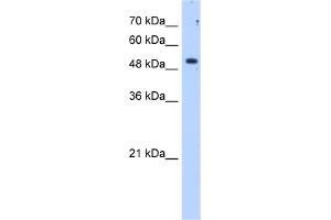 WB Suggested Anti-SULF2 Antibody Titration:  1. (SULF2 anticorps  (C-Term))
