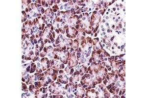 NLRP12 antibody immunohistochemistry analysis in formalin fixed and paraffin embedded human pancreas tissue. (NLRP12 anticorps  (AA 183-212))