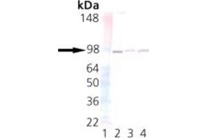 Western blot analysis of UNC45: Lane 1: MW marker, Lane 2: HeLa, Lane 3: 3T3, Lane 4: PC-12. (UNC45A anticorps)