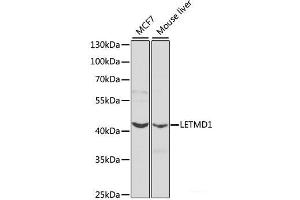 Western blot analysis of extracts of various cell lines using LETMD1 Polyclonal Antibody at dilution of 1:1000. (LETMD1 anticorps)