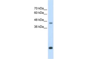 Western Blotting (WB) image for anti-Asporin (ASPN) antibody (ABIN2462591) (Asporin anticorps)