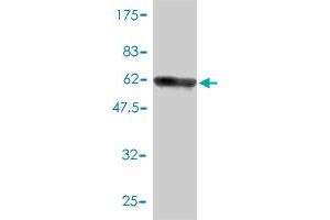 Western Blot detection against Immunogen (58.