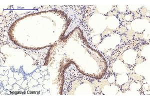 Immunohistochemical analysis of paraffin-embedded rat lung tissue.