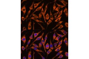 anti-Sorting Nexin 15 (SNX15) (AA 1-342) antibody