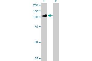 Western Blot analysis of IL12RB2 expression in transfected 293T cell line by IL12RB2 MaxPab polyclonal antibody. (IL12RB2 anticorps  (AA 1-862))