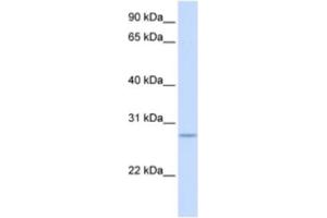 Western Blotting (WB) image for anti-Kruppel-Like Factor 9 (KLF9) antibody (ABIN2460204) (KLF9 anticorps)