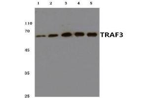 Western blot analysis of TRAF3 antibody at 1/500 dilution. (TRAF3 anticorps)