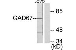 Western blot analysis of extracts from LOVO cells, using GAD1 Antibody. (GAD anticorps  (AA 471-520))