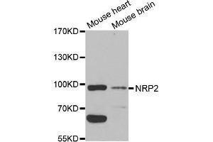 Western blot analysis of extracts of various cell lines, using NRP2 antibody. (NRP2 anticorps  (AA 150-420))