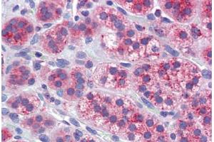 anti-Mitofusin 1 (MFN1) (AA 745-756) antibody