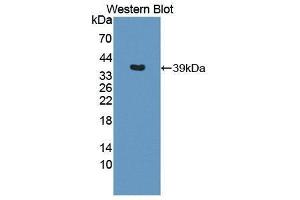 Western Blotting (WB) image for anti-Interleukin 12 beta (IL12B) (AA 23-329) antibody (ABIN1868565) (IL12B anticorps  (AA 23-329))