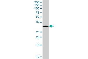 TREX1 MaxPab rabbit polyclonal antibody.