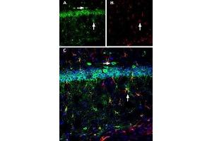 Expression of Calnexin in mouse hippocampusImmunohistochemical staining of mouse hippocampal CA1 region using Anti-Calnexin Antibody (ABIN7043021, ABIN7044212 and ABIN7044213), (1:200). (Calnexin (CANX) Peptide)