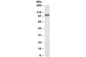 Western blot testing of mouse brain lysate with Hap1 antibody at 0. (HAP1 anticorps)