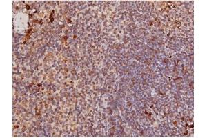 ABIN6267354 at 1/200 staining Mouse spleen tissue sections by IHC-P.