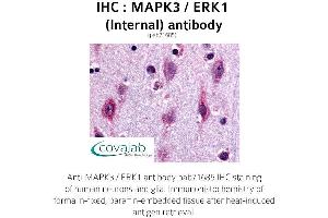 Image no. 1 for anti-Mitogen-Activated Protein Kinase 3 (MAPK3) (Internal Region) antibody (ABIN1736741) (ERK1 anticorps  (Internal Region))