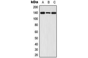 Western blot analysis of FGFR1 (pY654) expression in HEK293T (A), Raw264. (FGFR1 anticorps  (C-Term, pTyr654))