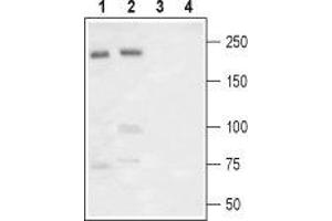Western blot analysis of rat brain (lanes 1 and 3) and rat DRG (lanes 2 and 4) lysates: - 1,2.