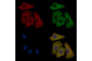 RXFP1 Mouse Monoclonal Antibody staining Hela cells by IF/ICC.