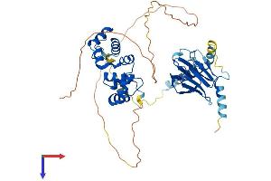AlphaFold protein structure predicition of Human Recombinant MCRS1 Protein, UniprotID Q96EZ8