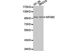 Western Blotting (WB) image for anti-Nuclear Factor of kappa Light Polypeptide Gene Enhancer in B-Cells 2 (NFKB2) antibody (ABIN1873900) (NFKB2 anticorps)