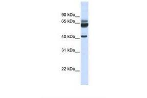 Image no. 1 for anti-Par-6 Partitioning Defective 6 Homolog beta (PARD6B) (N-Term) antibody (ABIN6739162) (PARD6B anticorps  (N-Term))