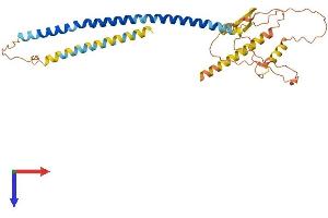 AlphaFold protein structure predicition of Human Recombinant CCDC54 Protein, UniprotID Q8NEL0