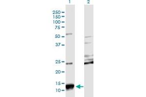 Western Blot analysis of SCGB2A2 expression in transfected 293T cell line by SCGB2A2 monoclonal antibody (M08), clone 3A4. (Mammaglobin A anticorps  (AA 1-93))