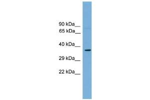 WB Suggested Anti-Mafa Antibody Titration:  0. (MAFA anticorps  (Middle Region))