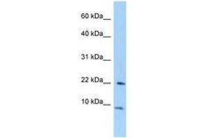 Image no. 1 for anti-Transcription Elongation Factor A (SII)-Like 7 (TCEAL7) (AA 40-89) antibody (ABIN6748043) (TCEAL7 anticorps  (AA 40-89))