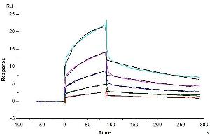 Human Nectin-4, hFc Tag captured on CM5 Chip via Protein A can bind Biotinylated Human Nectin-1, His-Avi Tag with an affinity constant of 22.