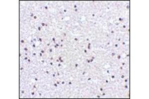 Immunohistochemistry of NPAS3 in human brain tissue with this product at 5 μg/ml. (NPAS3 anticorps  (N-Term))