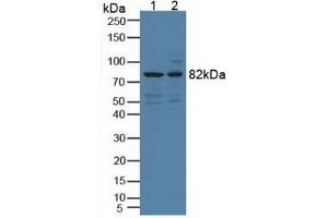 Western blot analysis of (1) Porcine Brain Tissue and (2) Mouse Brain Tissue. (DCLK1 anticorps  (AA 390-647))