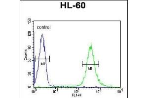 HOXA3 Antibody (C-term) (ABIN653846 and ABIN2843109) flow cytometric analysis of HL-60 cells (right histogram) compared to a negative control cell (left histogram). (HOXA3 anticorps  (C-Term))