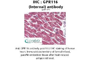 Image no. 2 for anti-G Protein-Coupled Receptor 116 (GPR116) (Internal Region) antibody (ABIN1734908) (G Protein-Coupled Receptor 116 anticorps  (Internal Region))