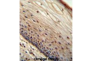 WIBG antibody (N-term) immunohistochemistry analysis in formalin fixed and paraffin embedded human cervical tissue followed by peroxidase conjugation of the secondary antibody and DAB staining. (PYM anticorps  (N-Term))