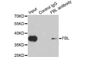 Immunoprecipitation analysis of 200ug extracts of HeLa cells using 1ug FBL antibody. (Fibrillarin anticorps)