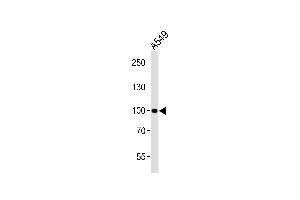 Western blot analysis of lysate from A549 cell line, using CHSY3 Antibody (Center) (ABIN6243111 and ABIN6577848). (CHSY3 anticorps  (AA 295-329))