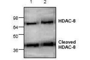 Image no. 1 for anti-Histone Deacetylase 8 (HDAC8) antibody (ABIN127246) (HDAC8 anticorps)